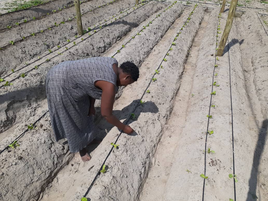 A farmer examines the newly planted seedlings in her garden 